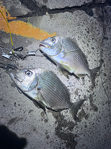 ヘダイの釣果