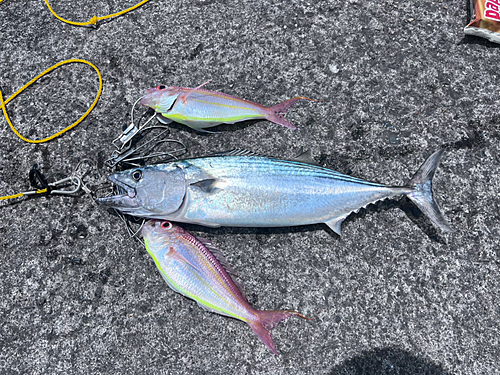 ハガツオの釣果