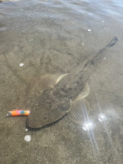 マゴチの釣果