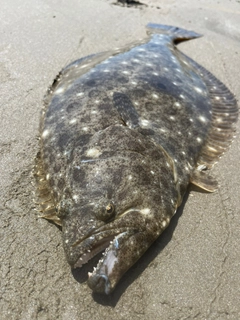 ヒラメの釣果