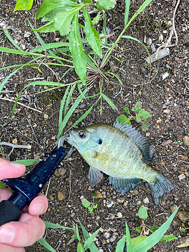 ブルーギルの釣果