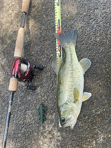 ブラックバスの釣果