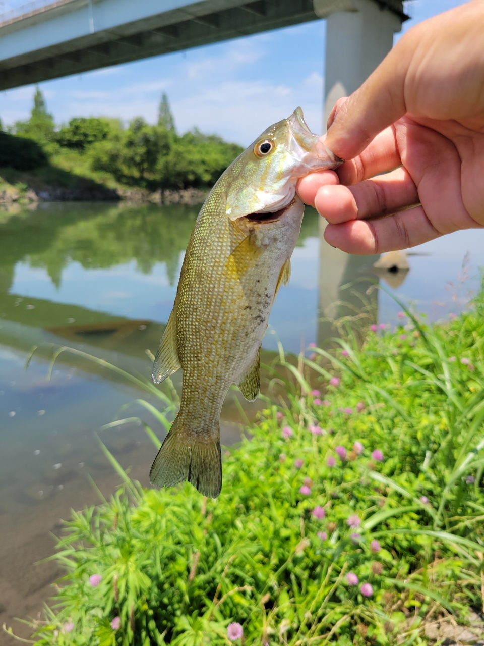 スモールマウスバス