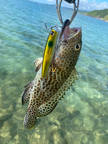 イシミーバイの釣果