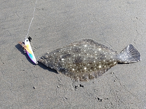 ソゲの釣果