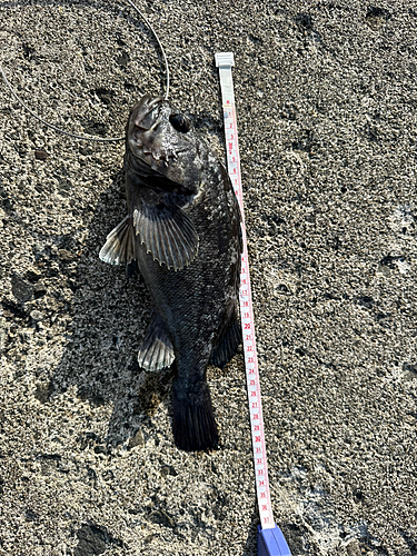 クロソイの釣果