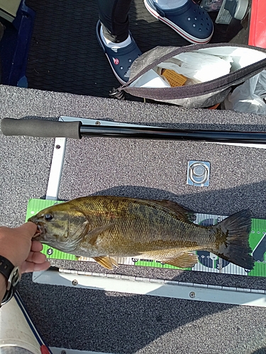 ブラックバスの釣果