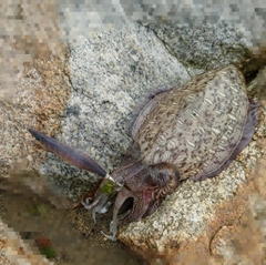 モンゴウイカの釣果