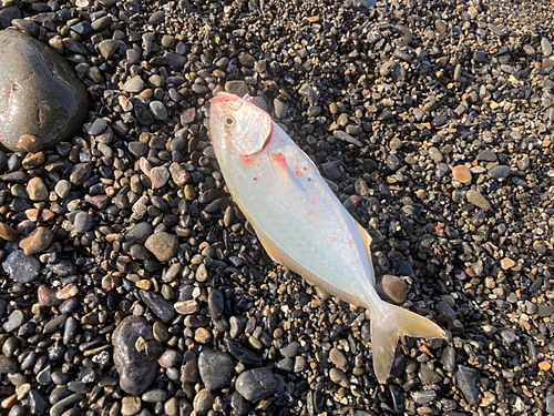 ショゴの釣果