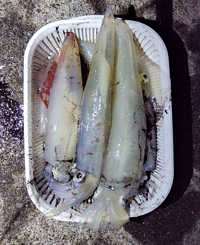 ケンサキイカの釣果