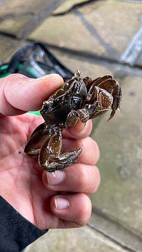 カニの釣果