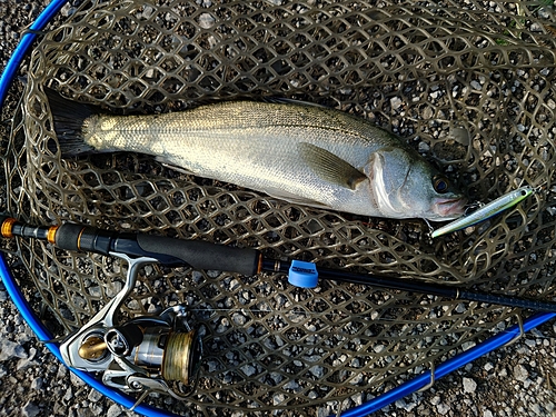 セイゴ（マルスズキ）の釣果