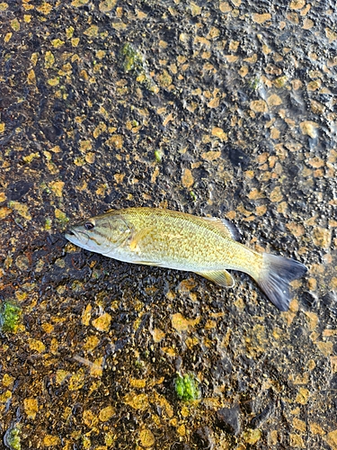 スモールマウスバスの釣果