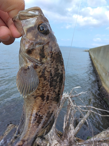 クロソイの釣果