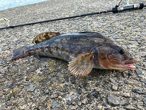アイナメの釣果