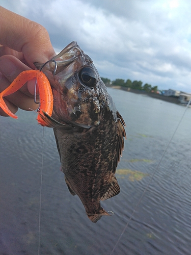 クロソイの釣果