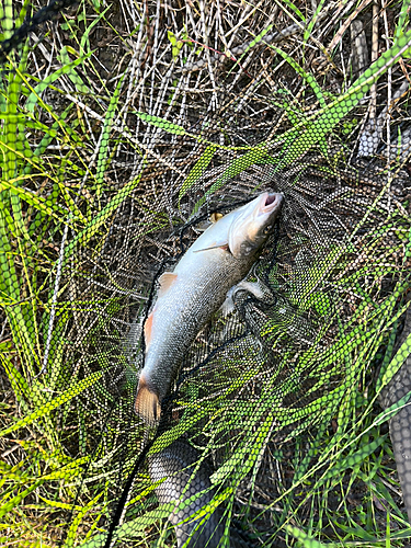 ウグイの釣果