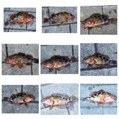 ガシラの釣果