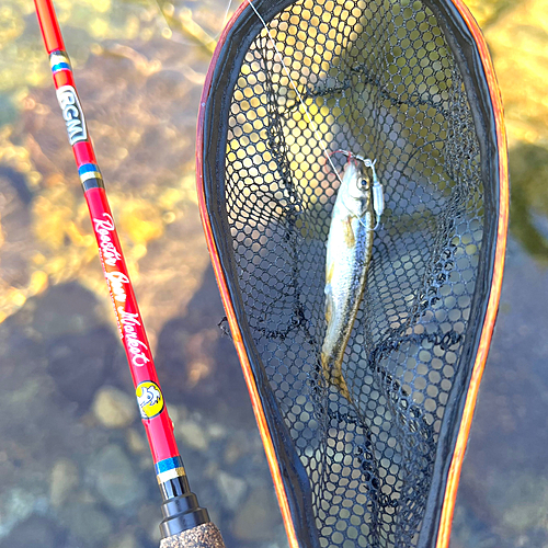 アブラハヤの釣果