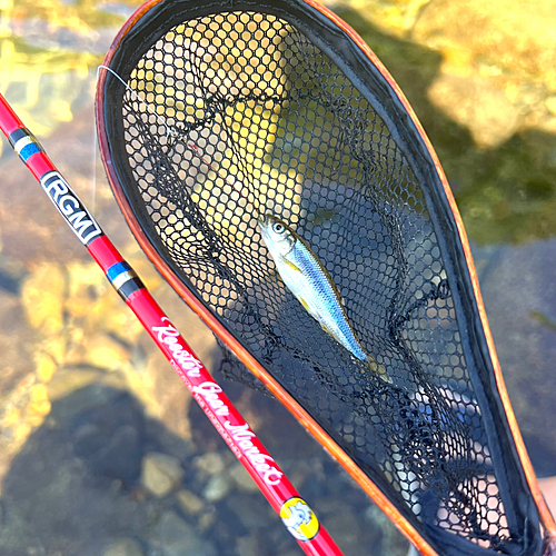 カワムツの釣果