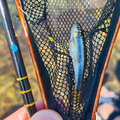 カワムツの釣果