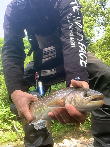 アメマスの釣果