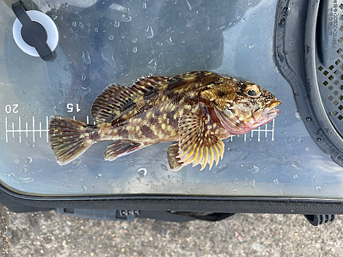 カサゴの釣果