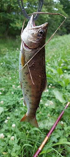 ヤマメの釣果