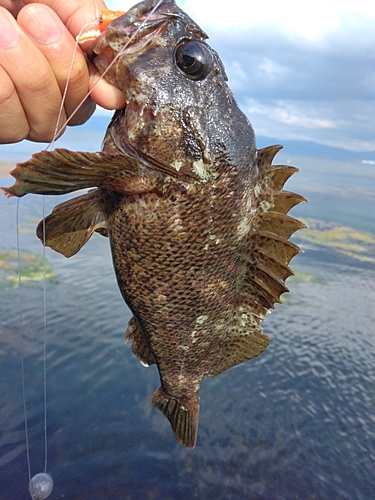 ムラソイの釣果