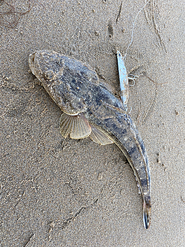 マゴチの釣果