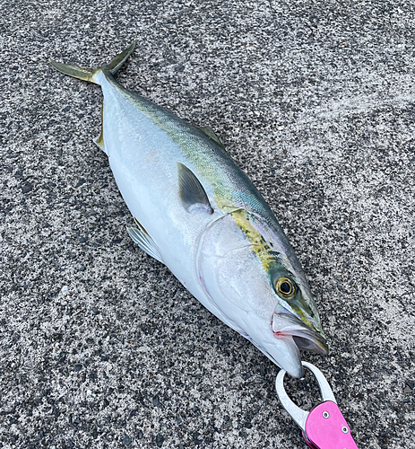 ハマチの釣果