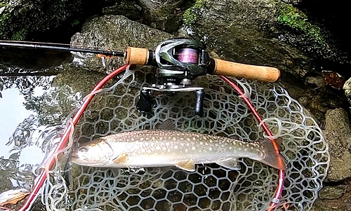 アメマスの釣果