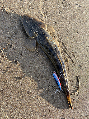 マゴチの釣果