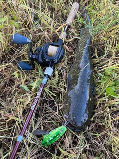 ナマズの釣果