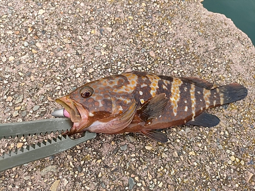 キジハタの釣果