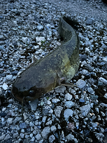 ナマズの釣果