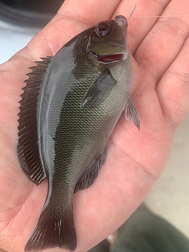 クロメジナの釣果