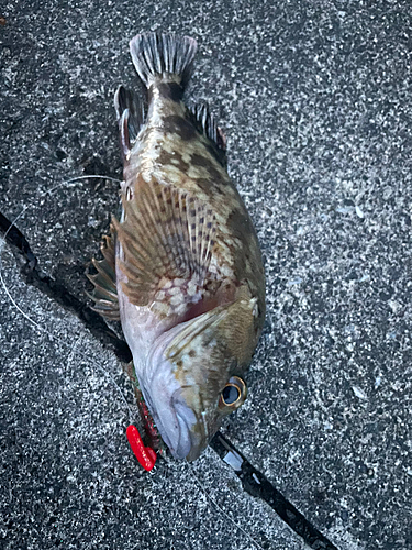 カサゴの釣果