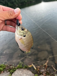 ブルーギルの釣果