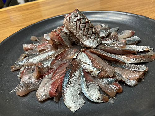 イワシの釣果