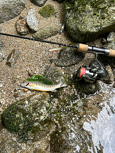 イワナの釣果