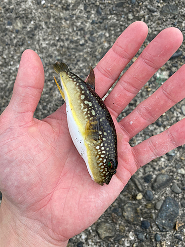 クサフグの釣果