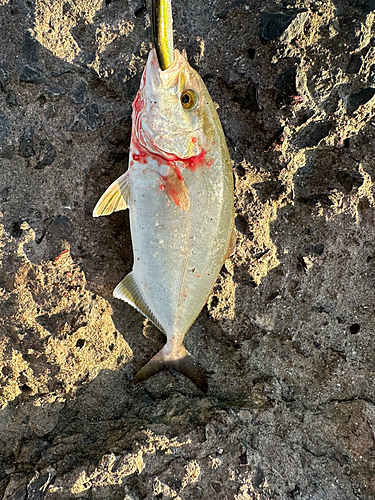 ネリゴの釣果