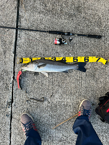 シーバスの釣果