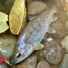 ヤマメの釣果