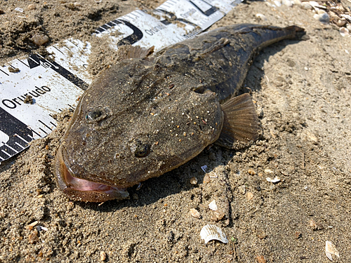 マゴチの釣果