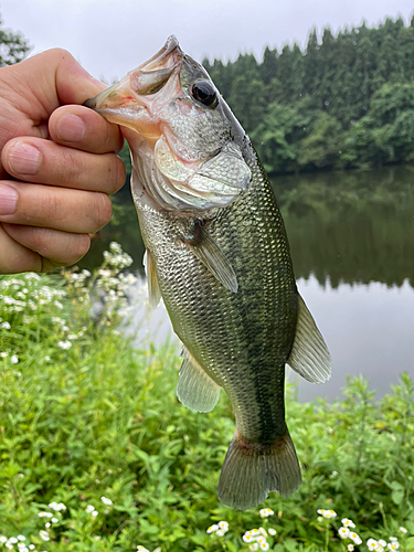 釣果