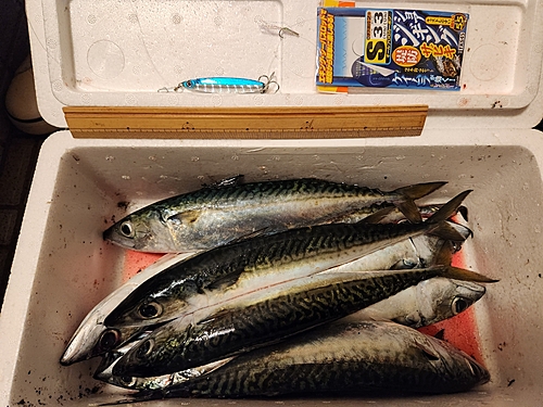 サバの釣果