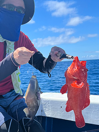 アザハタの釣果