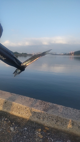 カマスの釣果